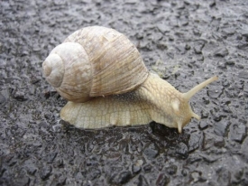 Před tepelnou úpravou musí šneci vyhladovět.