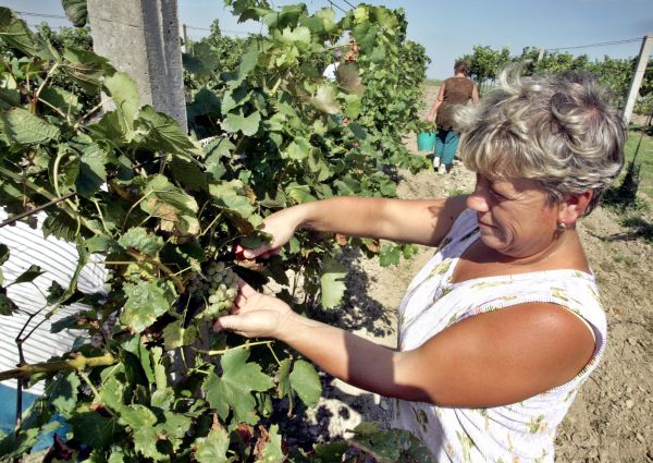 České a moravské vinice se pomalu chystají na vinobraní.