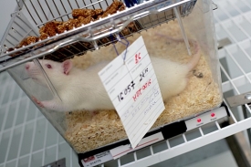 Vědci potkanům uměle navozují vysoký krevní tlak nebo srdeční selhání.