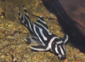 Hypancistrus zebra i další druhy by mohly vyhynout.