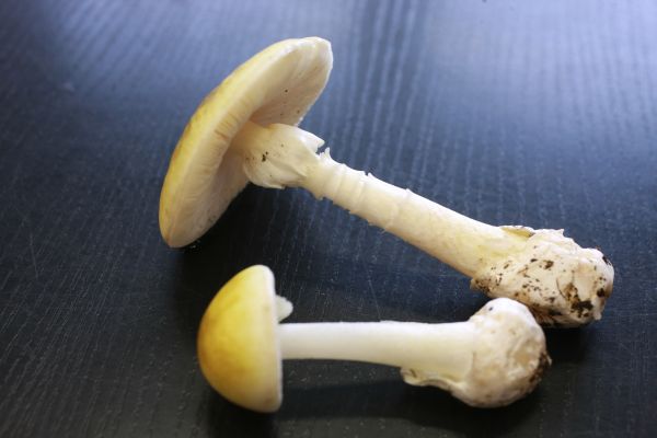 Muchomůrka zelená.