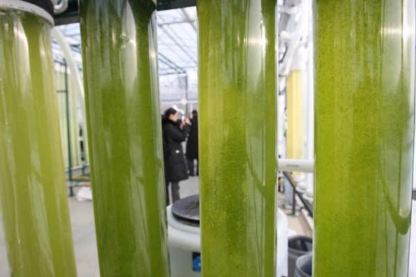 Mikroorganismy vyrábějící biopaliva představují naději pro budoucnost.