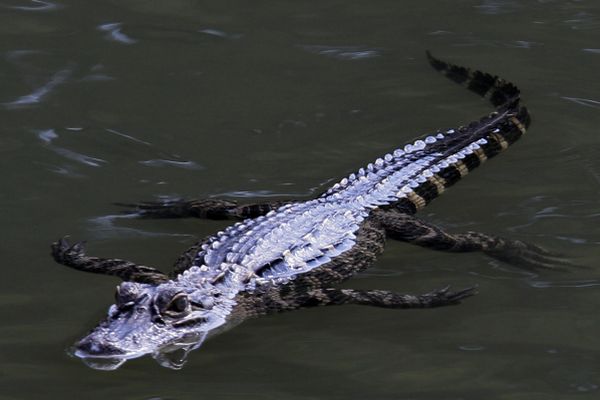 Aligátor občas nepochopí dobré úmysly člověka. A kousne.