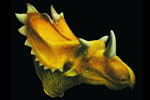 Rekonstrukce podoby druhu Utahceratops gettyi.