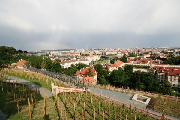 Svatováclavskou vinici čeká první sklizeň. Svatováclavskou vinici čeká první sklizeň.