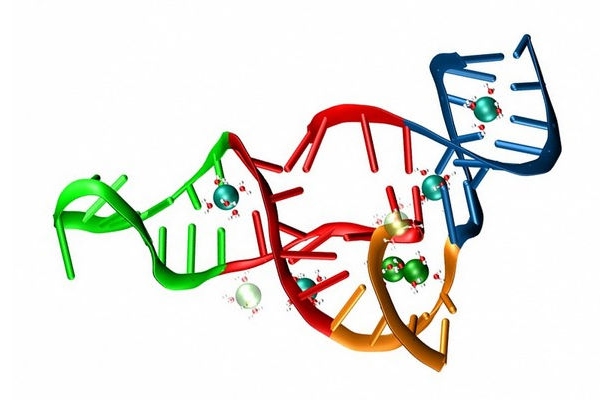 Molekula RNA s atomy hořčíku, které ovlivňují její prostorové uspořádání.