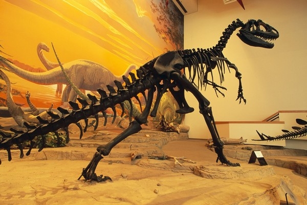 Allosaurus se živil buď jako lovec, nebo jako mrchožrout.