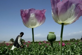 Opium je podstatně výnosnější než třeba obilí.