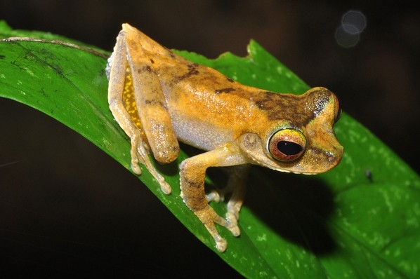 Nově popsaný druh žáby rodu Litoria.