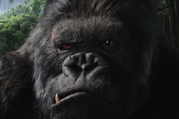 Mohl být inspirací King Konga skutečný žijící tvor (ilustrační foto)?
