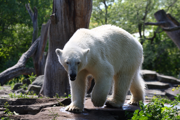 Hvězda berlínské zoo, lední medvěd Knut.
