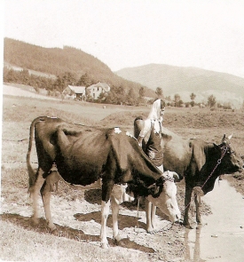 Čeští a moravští sedláci nemínili prodávat maso pod cenou. 