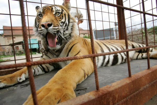 Neplodný tygr se plzeňské zoo nevyplatí, pošlou ho do Makedonie.