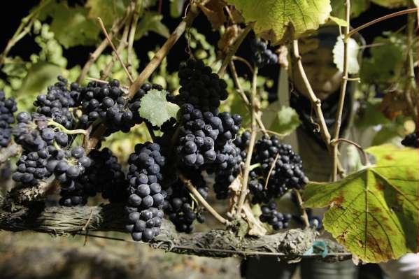 Raritní víno bylo vyrobeno ještě před napadením portugalských vinic zhoubnou fyloxerou.