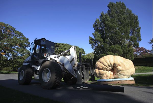 Rekordní dýně váží nepředstavitelných 821,24 kilogramu. Rekordní dýně váží nepředstavitelných 821,24 kilogramu.