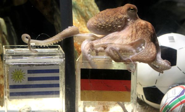 Chobotnici byly necelé tři roky, o něco víc, než je průměrná délka života tohoto druhu. Chobotnici byly necelé tři roky, o něco víc, než je průměrná délka života tohoto druhu.