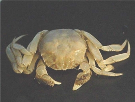 Krabi čínští asijským úředníkům chutnají (ilustrační foto Eriocheir sinensis).