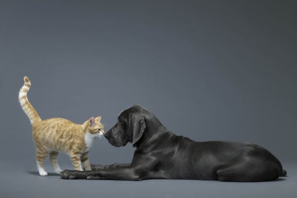 Domácí mazlíčci se dnes i díky pokrokům ve veterinárním lékařství dožívají dvojnásobného věku.