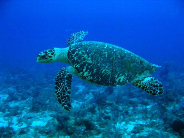 Vzácné karety (Eretmochelys imbricata) rády vodu.