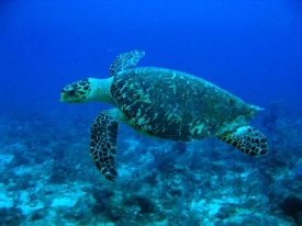 Vzácné karety (Eretmochelys imbricata) rády vodu.