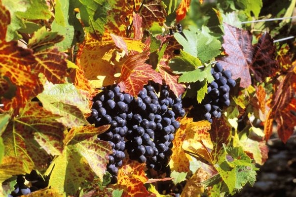 Chuť mlaého vína z Beaujolais přípomíná maliny, lesní jahody a rybíz.