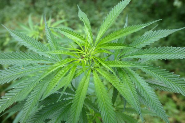 Cannabis na předpis dostanou pacienti v Kandě, USA, Izraeli či Anglii.