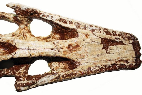 Lebka dosud neznámého druhu byla nalezena v muzeu. Paleontologové ji původně špatně určili.