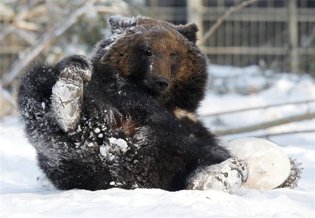 Medvědi ve sněhu se nyní válejí v různých zoo (foto z Bernu).