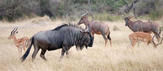 Botswana je bohatá na divoká zvířata. Botswana je bohatá na divoká zvířata.
