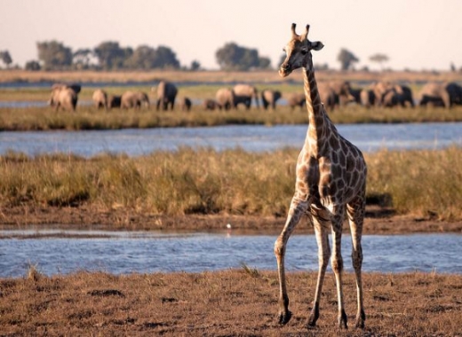 Botswanská safari pouští jenom málo turistů. Botswanská safari pouští jenom málo turistů.