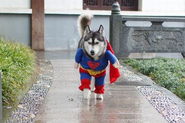 "Superpes" husky.