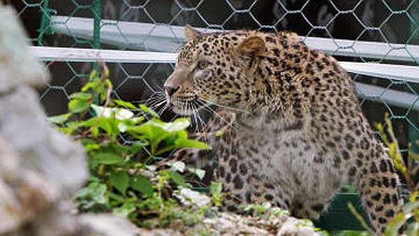 Leopardice z Íránu se musela nejprve vyléčit.
