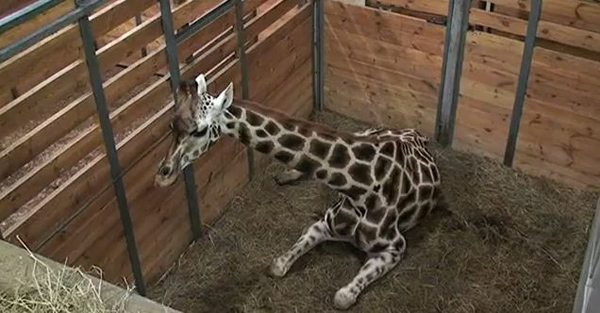 Jeden ze záběrů videa z pražské zoo, kde žirafa porodila mládě.