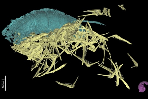 3D rekonstrukce ústního ústrojí amonita rodu Baculites. Žlutě zuby, modře korýš, který amonitovi sloužil jako potrava, drobný měkkýš fialově. 3D rekonstrukce ústního ústrojí amonita rodu Baculites. Žlutě zuby, modře korýš, který amonitovi sloužil jako potrava, drobný měkkýš fialově.
