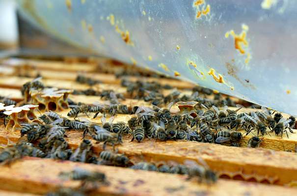 Počet včelstev se vzpamatovává po epidemii varroázy.