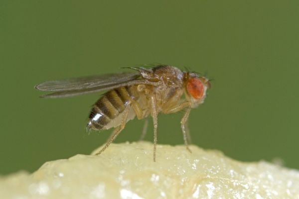 Octomilka obecná. Octomilka obecná.