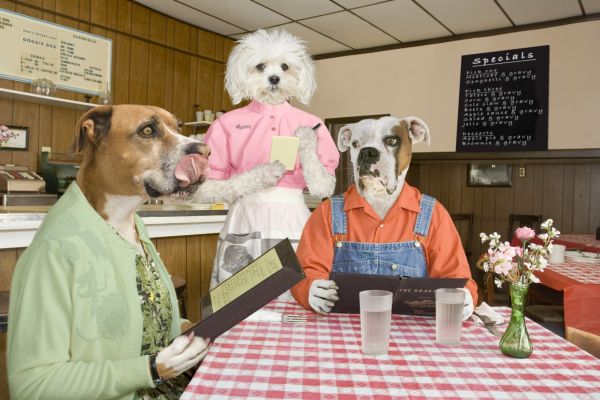 V Brazílii otevřeli zdravou psí restauraci. (ilustrační foto) V Brazílii otevřeli zdravou psí restauraci. (ilustrační foto)