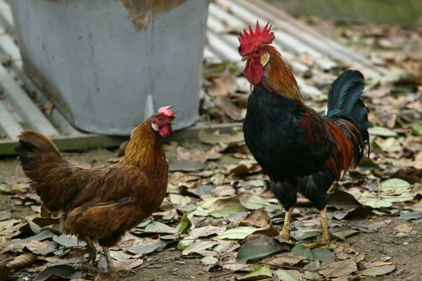 Budou i české kurníky plné zdravých, geneticky upravených slepic?
