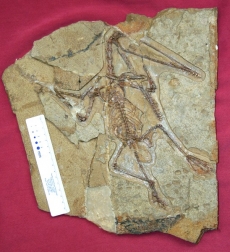 Samička ptakoještěra rodu Darwinopterus zahynula při kladení vejce.