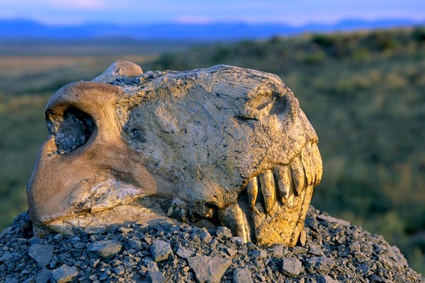 Lebka Dinogorgona ze skupiny blízké přímým předkům savců. I tento druh vyhynul na konci permu. Lebka Dinogorgona ze skupiny blízké přímým předkům savců. I tento druh vyhynul na konci permu.