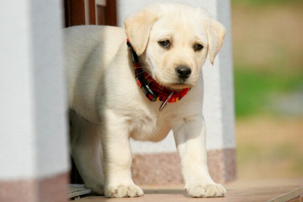 Obzvláště labradoři prý mají při odhalování rakoviny velké úspěchy. Obzvláště labradoři prý mají při odhalování rakoviny velké úspěchy.