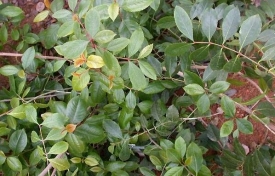 Catha edulis - lísty kátu. 