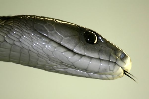 Černá mamba uštkla svého chovatele (ilustrační foto). Černá mamba uštkla svého chovatele (ilustrační foto).