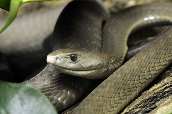 Černá mamba rozhodně nepatří k nejpřítulnějším domácím mazlíčkům (ilustrační foto).