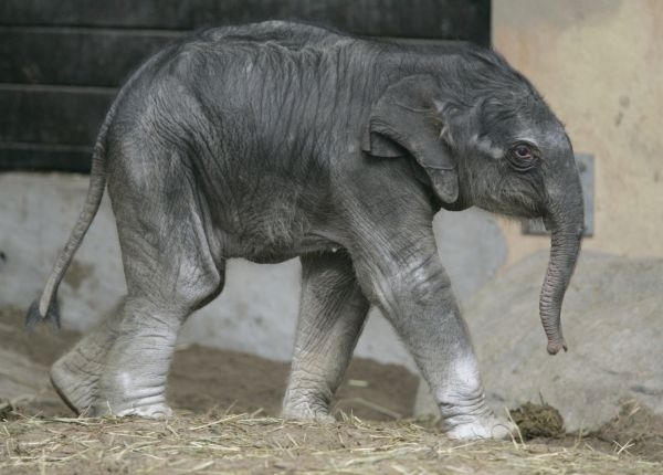 První české slůně narozené v zajetí pochází z ostravské zoo (ilustrační foto).