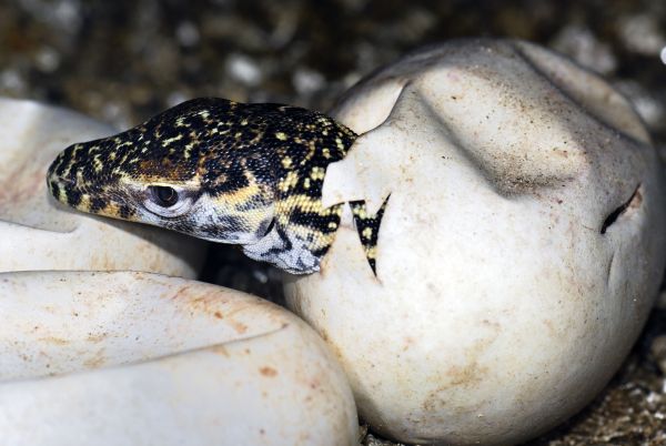 V pražské zoo se vyklubal malý varan komodský.