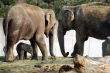 Matka začala podle mluvčí zoo svého potomka agresivně napadat.
