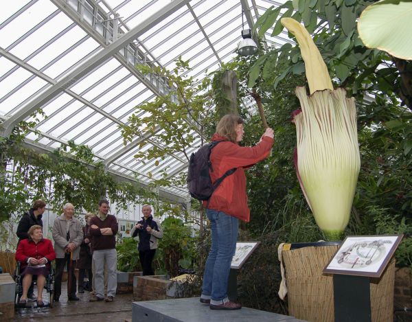 V belgické botanické zahradě obdivují návštěvníci zmijovec.