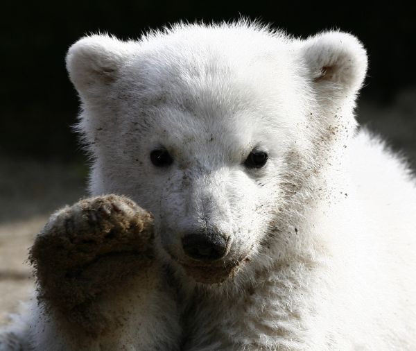 Hvězda berlínské zoo, lední medvěd Knut.