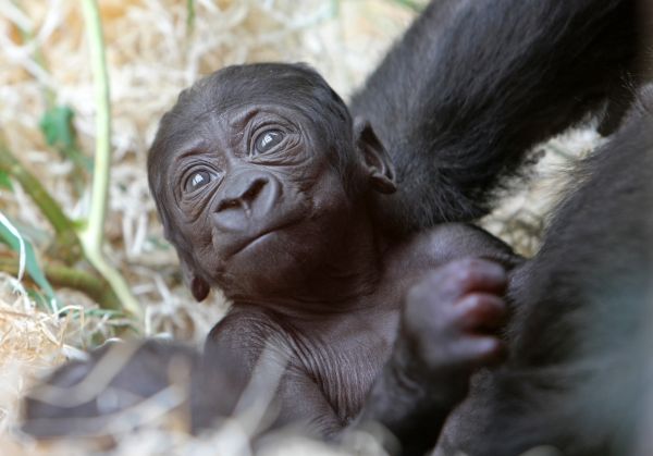 Zoo v pražské Troji funguje už osmdesát let.